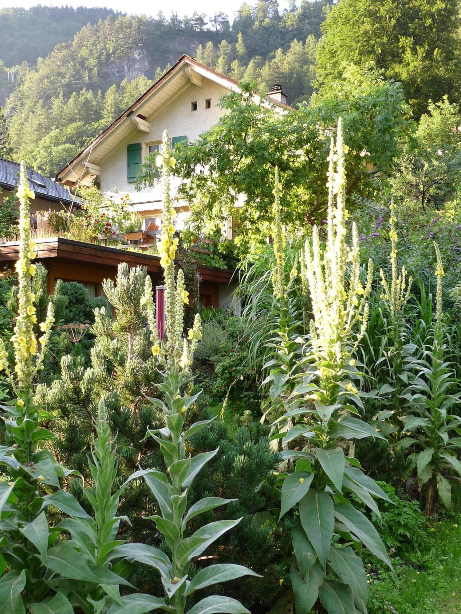 Dunkel Blaue Maus Bed & Breakfast Meiringen Exterior photo